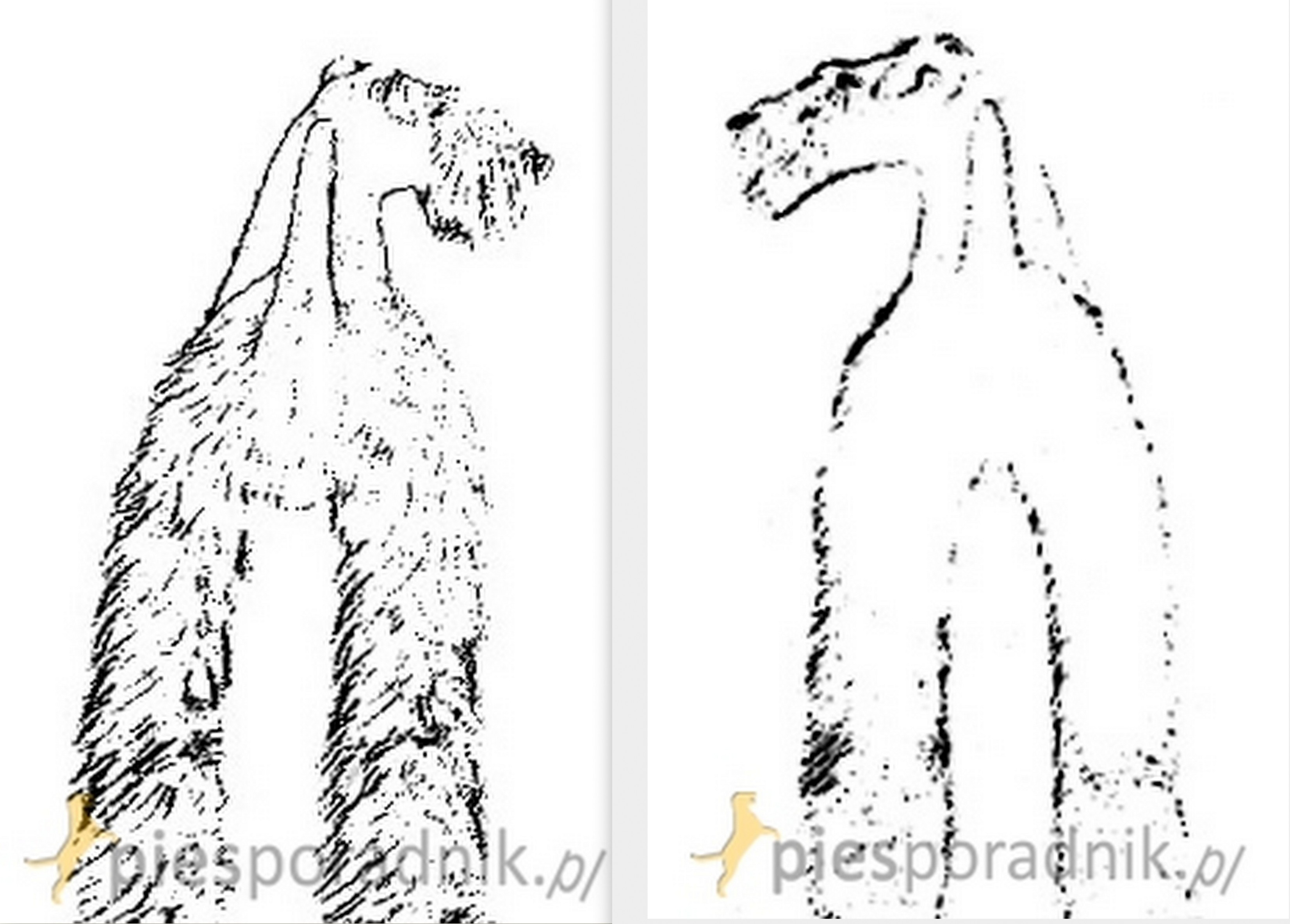 airedale terrier charakter i pielęgnacja