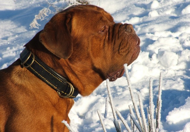 dog de bordeaux charakterystyka i pielęgnacja