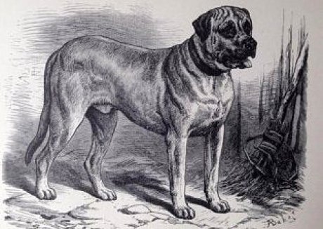 mastiff angielski charakterystyka pielęgnacja grooming