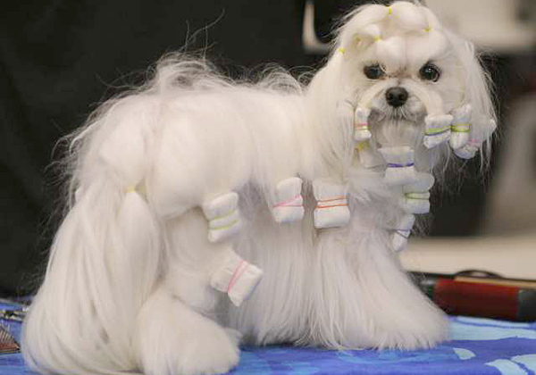 maltańczyk charakterystyka i pielęgnacja