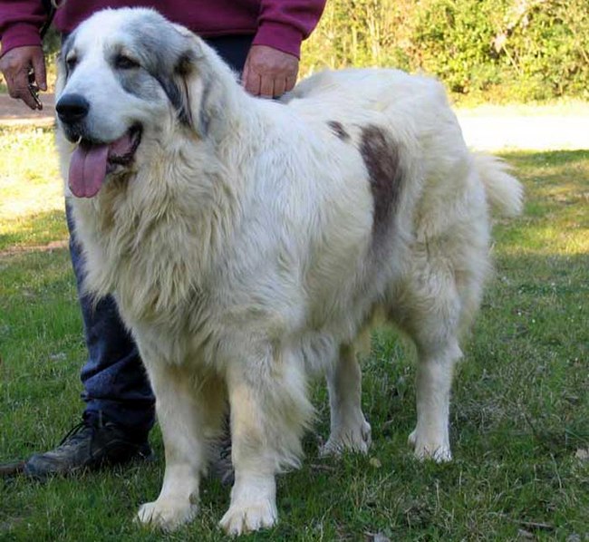 mastiff pirenejski charakterystyka i pielęgnacja