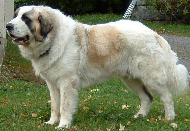 mastiff pirenejski charakterystyka i pielęgnacja