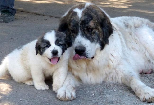 mastiff pirenejski charakterystyka i pielęgnacja