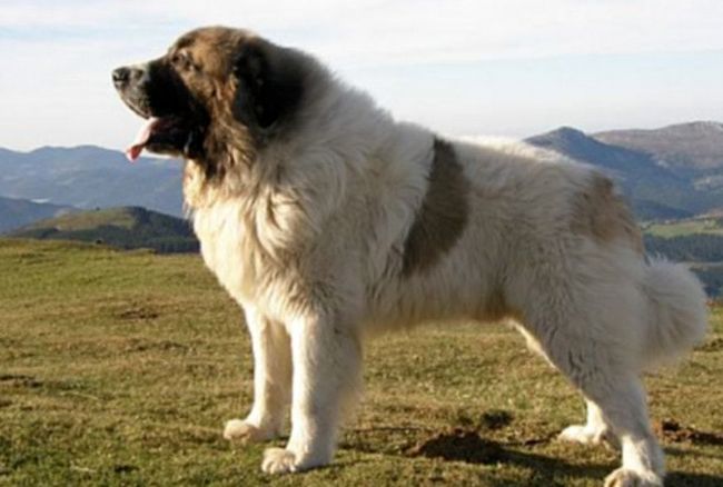 mastiff pirenejski charakterystyka i pielęgnacja