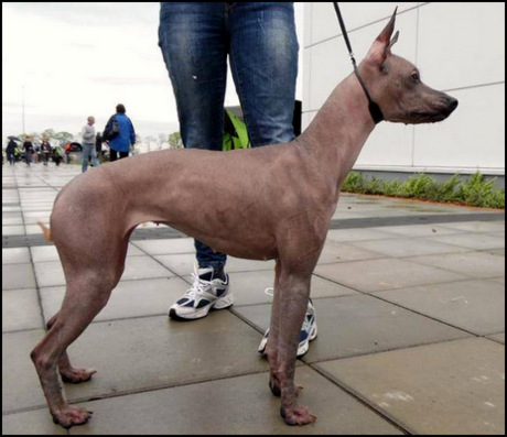 nagi pies peruwiański charakterystyka pielęgnacja grooming