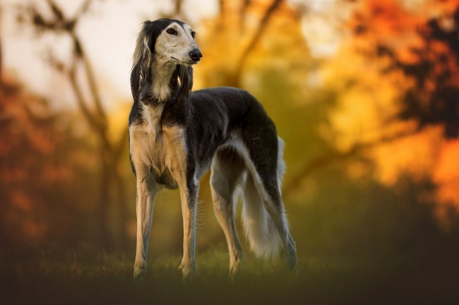 chart perski saluki charakterystyka i pielęgnacja