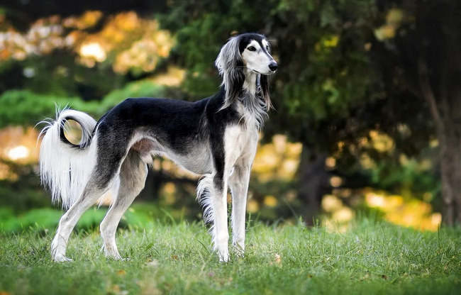 chart perski saluki charakterystyka i pielęgnacja
