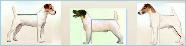 Parson Russel terrier charakterystyka i pielęgnacja