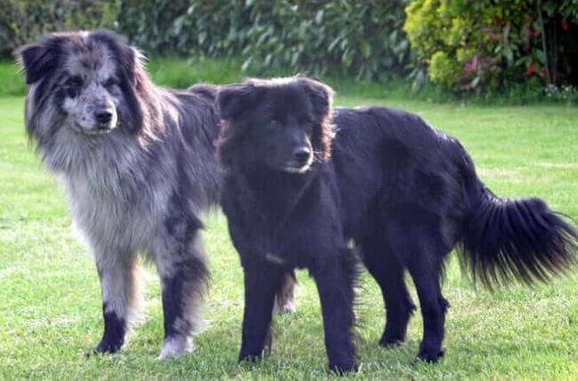 owczarek pirenejski charakterystyka i pielęgnacja