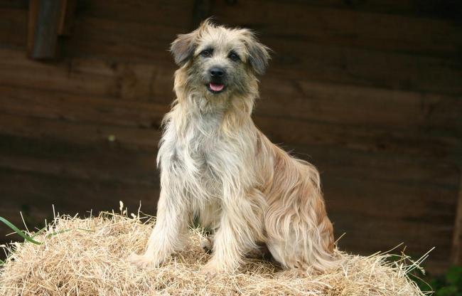 owczarek pirenejski charakterystyka i pielęgnacja
