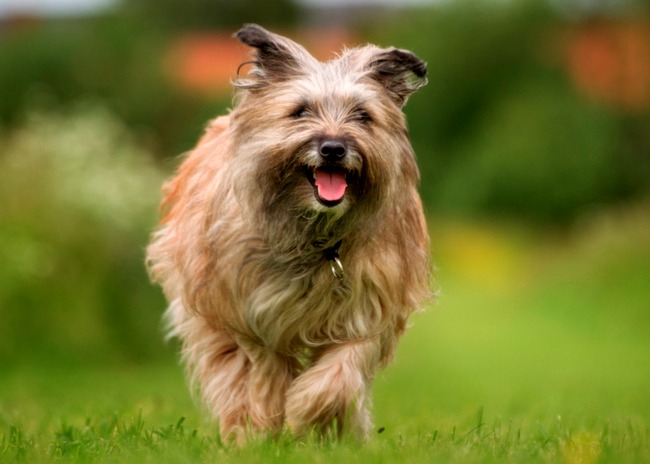 owczarek pirenejski charakterystyka i pielęgnacja