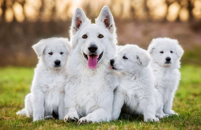 owczarek szwajcarski charakterystyka i pielęgnacja