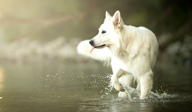 owczarek szwajcarski charakterystyka i pielęgnacja
