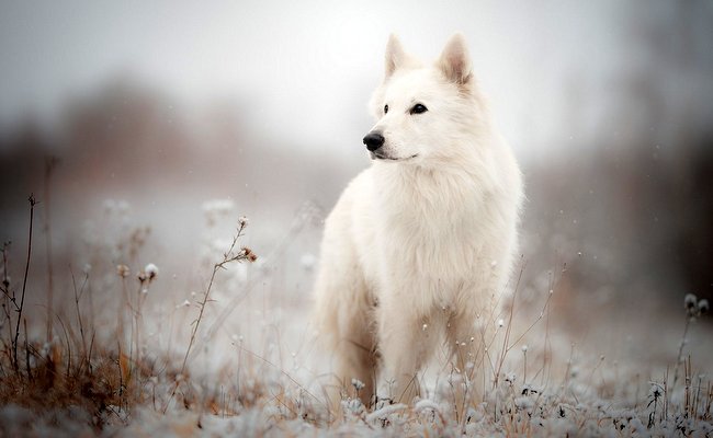 owczarek szwajcarski charakterystyka i pielęgnacja