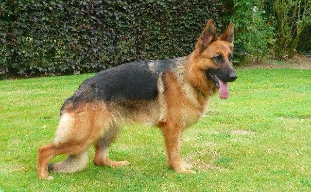 owczarek niemiecki charakterystyka i pielęgnacja