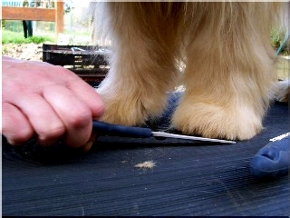 owczarek kataloński charakterystyka i pielęgnacja