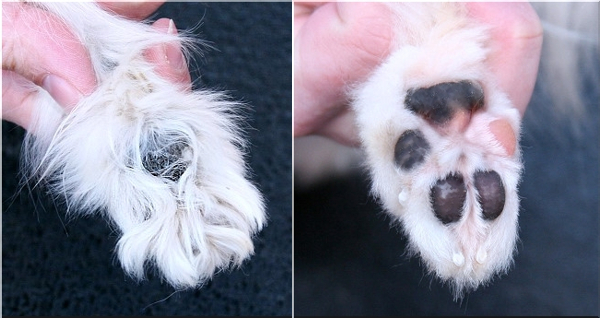 spaniel kontynentalny charakterystyka pielęgnacja grooming