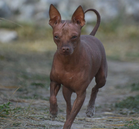 nagi pies peruwiański charakterystyka pielęgnacja grooming