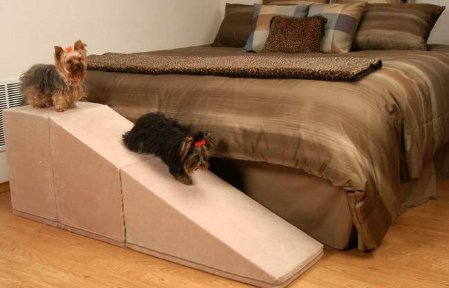 yorkshire charakterystyka i pielęgnacja