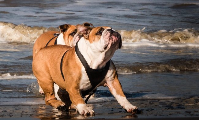 buldog angielski charakterystyka i pielęgnacja