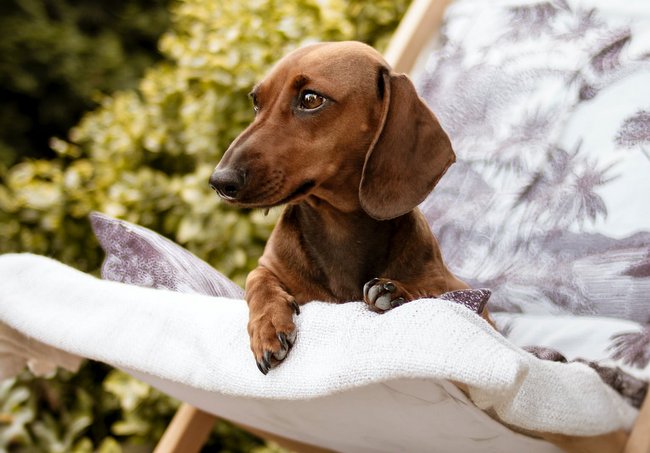 jamnik charakterystyka i pielęgnacja