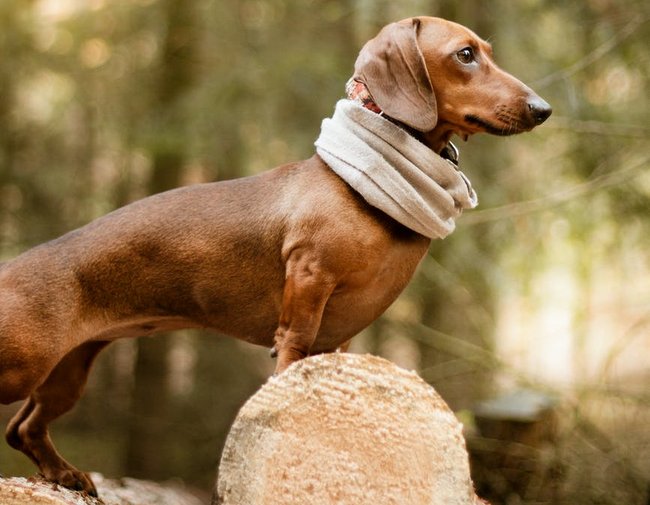jamnik charakterystyka i pielęgnacja
