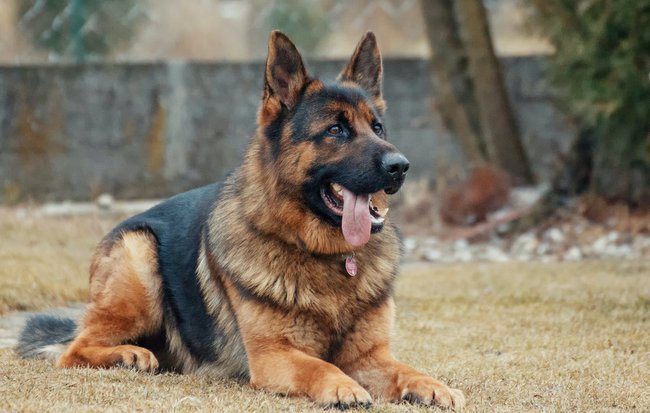 owczarek niemiecki charakterystyka i pielęgnacja