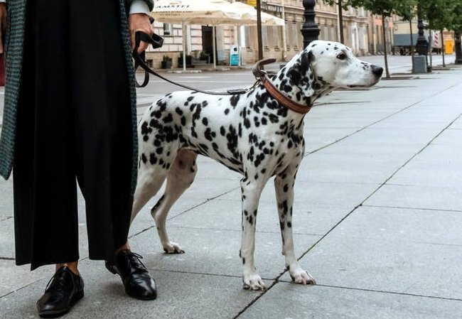 dalmatyńczyk charakterystyka i pielęgnacja