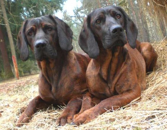 posokowic hanowerski charakterystyka i pielęgnacja