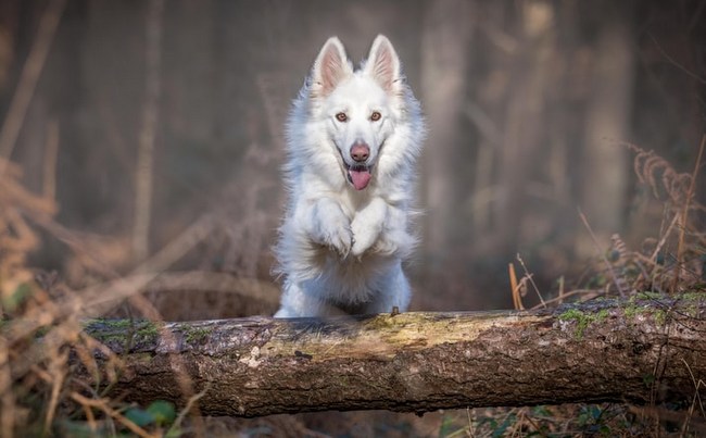owczarek szwajcarski charakterystyka i pielęgnacja