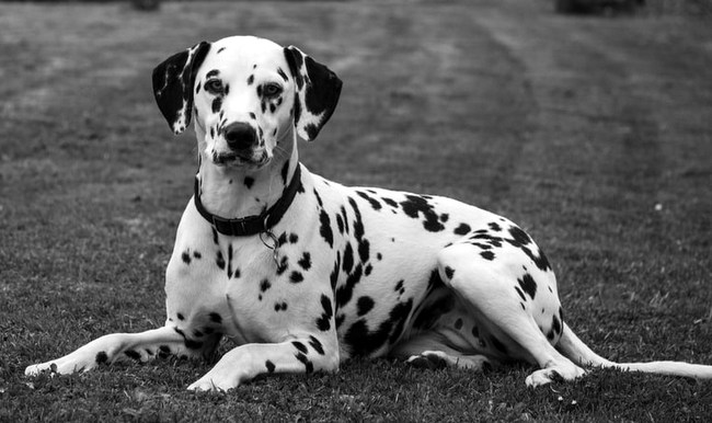 dalmatyńczyk charakterystyka i pielęgnacja
