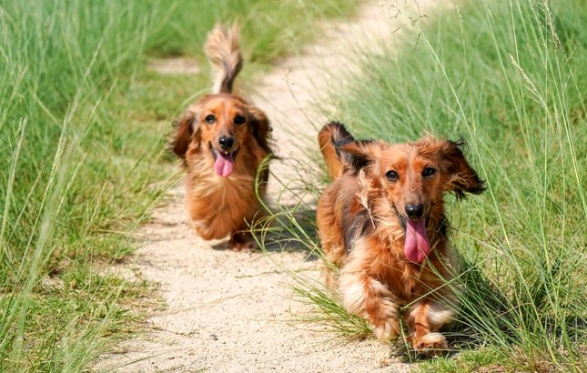 jamnik charakterystyka i pielęgnacja