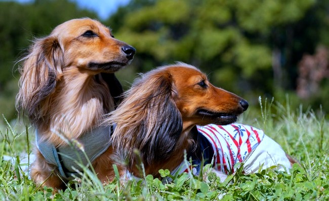 jamnik charakterystyka i pielęgnacja