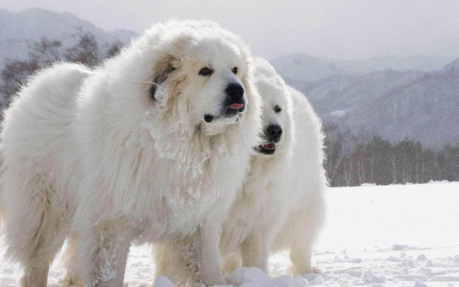 pirenejski pies górski charakterystyka i pielęgnacja
