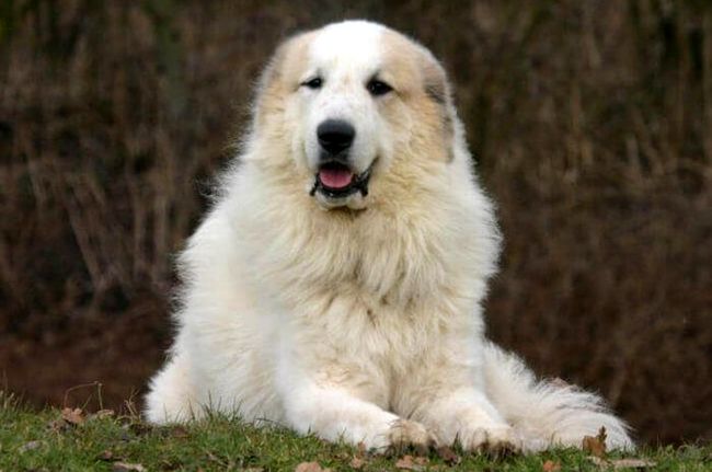 pirenejski pies górski charakterystyka i pielęgnacja 