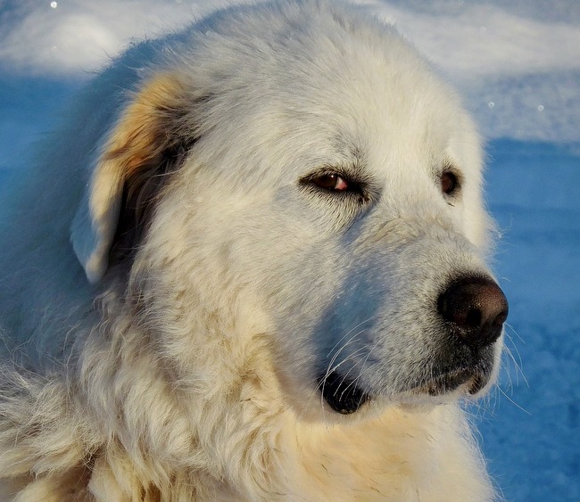 pirenejski pies górski charakterystyka i pielęgnacja