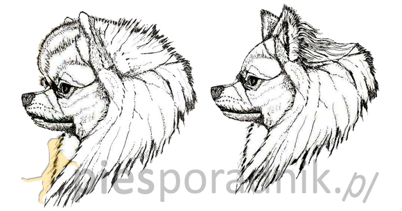 pomeranian charakterystyka i pielęgnacja