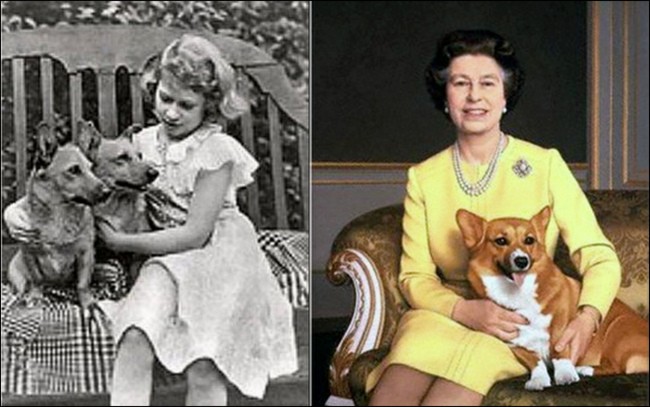 welsh corg pembroke charakterystyka i pielęgnacja 