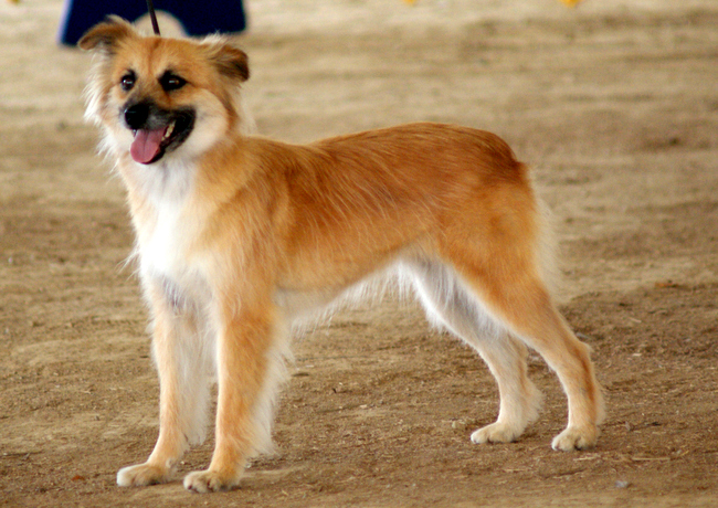 owczarek pirenejski charakterystyka i pielęgnacja