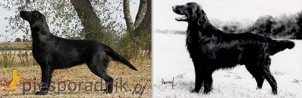 flat coated retriever charakterystyka pielęgnacja grooming