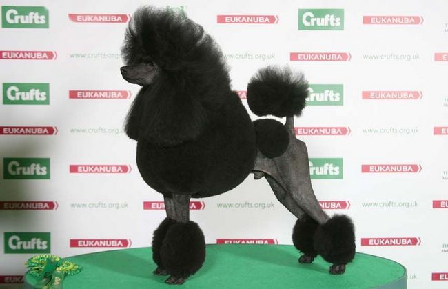 pudel charakterystyka i pielęgnacja