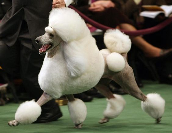 pudel charakterystyka i pielęgnacja