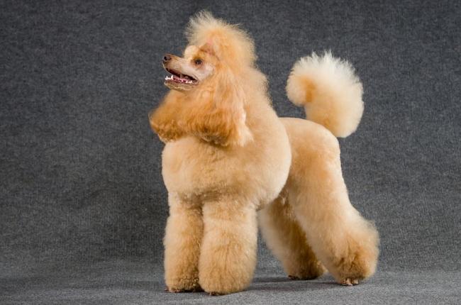 pudel charakterystyka i pielęgnacja