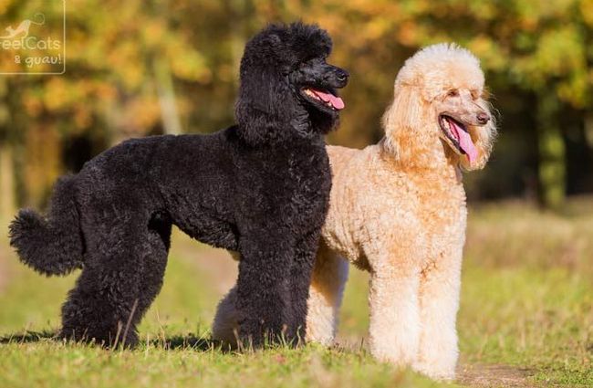 pudel charakterystyka i pielęgnacja