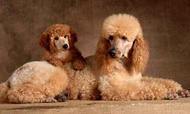pudel charakterystyka i pielęgnacja