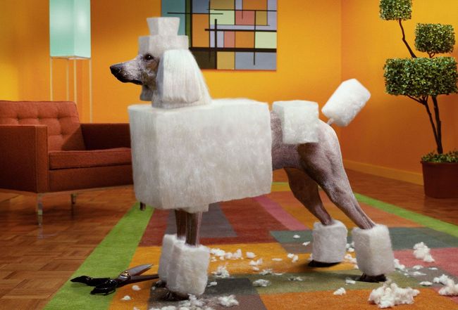 pudel charakterystyka i pielęgnacja