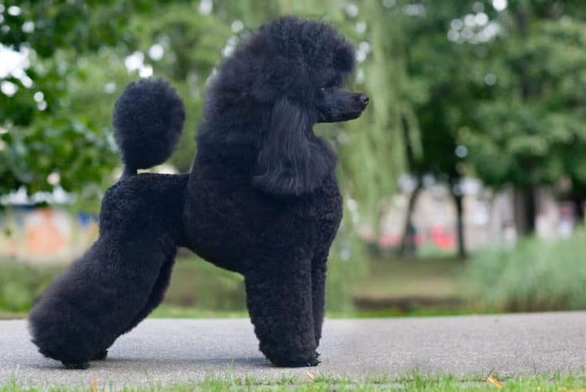 pudel charakterystyka i pielęgnacja