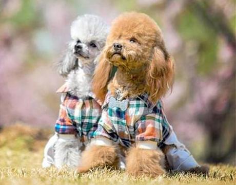 pudel charakterystyka i pielęgnacja