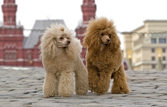 pudel charakterystyka i pielęgnacja