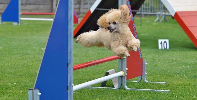 pudel charakterystyka i pielęgnacja